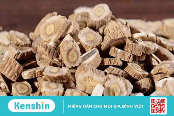 Bản lam căn là gì?Những lợi ích của Bản lam căn đối với sức khoẻ