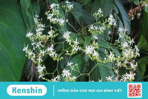 Bản lam căn là gì?Những lợi ích của Bản lam căn đối với sức khoẻ