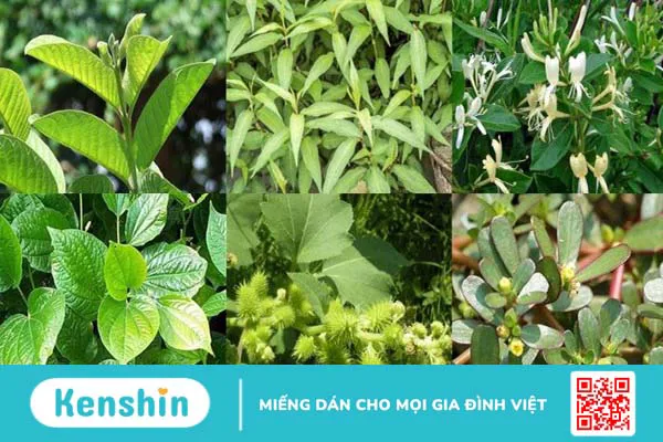 Bệnh nấm kẽ chân (nước ăn chân) – bệnh thường gặp mùa mưa bạn cần biết