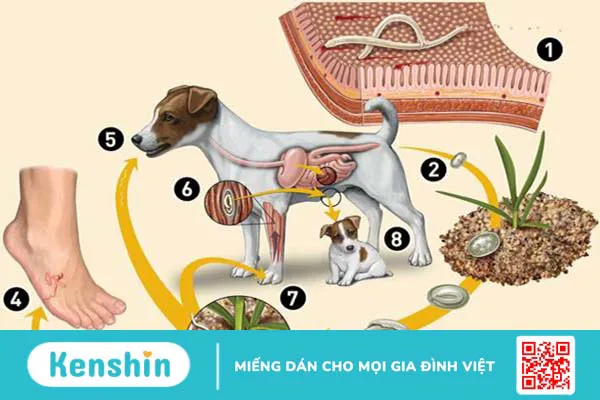 Bệnh sán chó có lây không, lây qua đường nào?