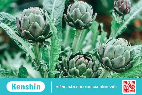 Bệnh trĩ nên ăn gì và kiêng ăn gì để giảm đau? Lưu ý trong chế độ ăn