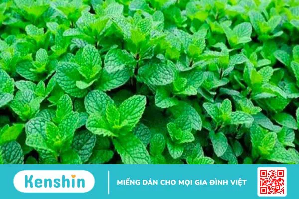 Bị đậu mùa khỉ nên ăn gì, kiêng gì? 7 thực phẩm giúp nhanh hồi phục