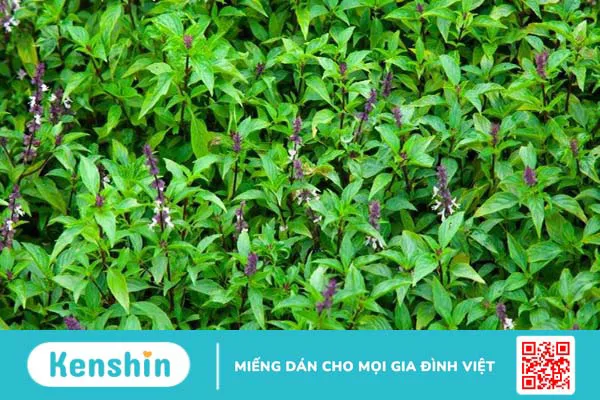 Bị đậu mùa khỉ nên ăn gì, kiêng gì? 7 thực phẩm giúp nhanh hồi phục