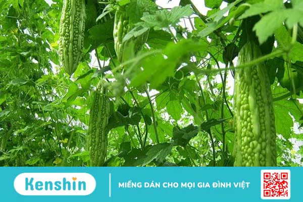 Bị thủy đậu có tắm được không? 12 mẹo và lưu ý tắm cho người thủy đậu