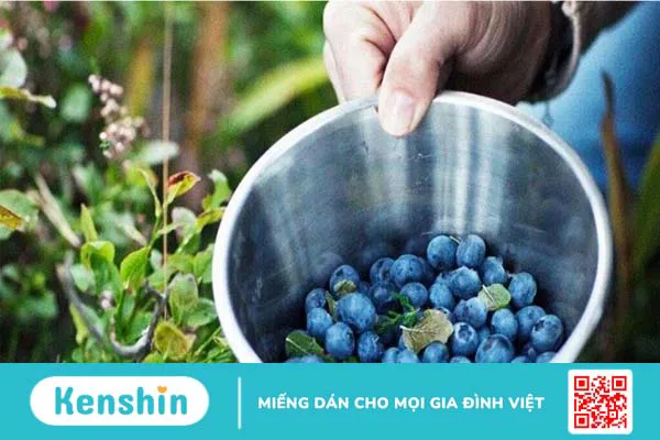 Bilberry extract là gì? 17 tác dụng của Bilberry đối với sức khỏe bạn cần biết