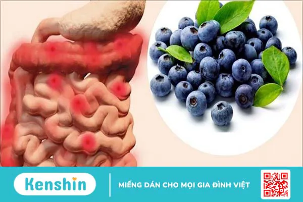 Bilberry extract là gì? 17 tác dụng của Bilberry đối với sức khỏe bạn cần biết