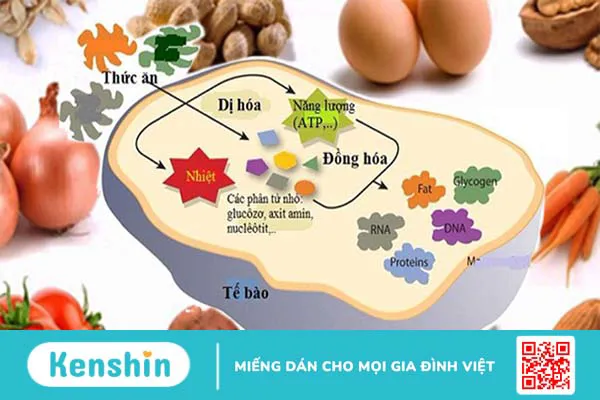 Biotin là gì? Cách sử dụng trị rụng tóc HIỆU QUẢ, NHANH và lưu ý