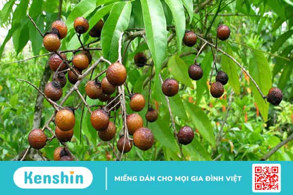 Bồ hòn có tác dụng gì? 6 tác dụng của quả bồ hòn trong chữa bệnh