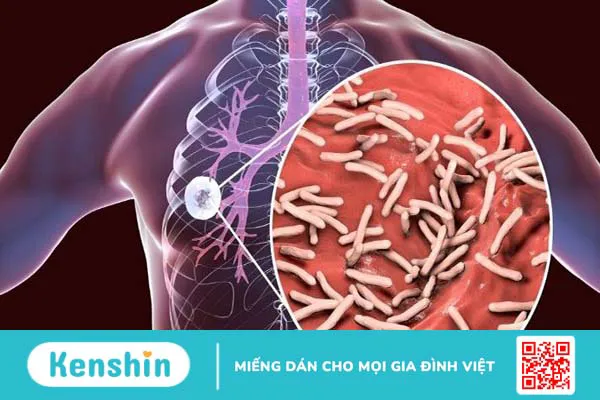 Bối mẫu là gì? Tác dụng của bối mẫu đối với sức khỏe