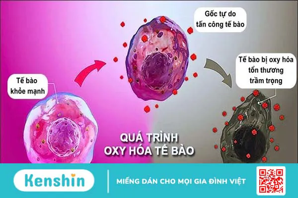 Bông cải xanh là gì? 14 Tác dụng của bông cải xanh đối với sức khỏe bạn cần biết