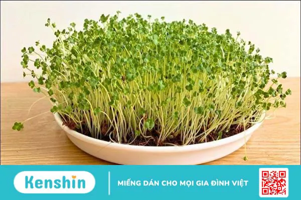 Bông cải xanh là gì? 14 Tác dụng của bông cải xanh đối với sức khỏe bạn cần biết