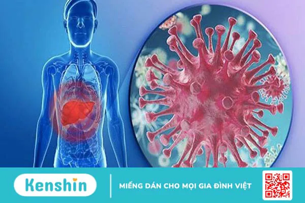 Cà gai leo có tác dụng gì? 11 tác dụng, cách dùng và lưu ý sử dụng