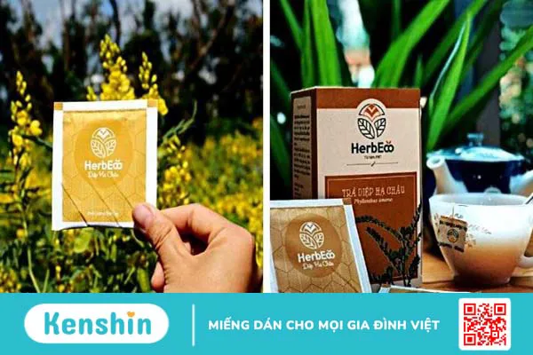 Các sản phẩm chứa diệp hạ châu tốt trên thị trường