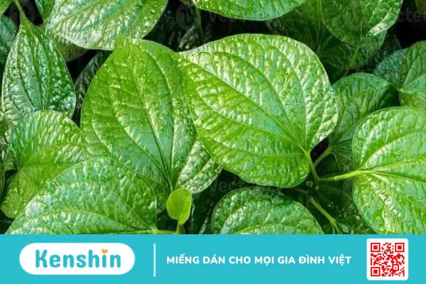 Cách chữa mồ hôi tay chân bằng lá lốt đơn giản, hiệu quả