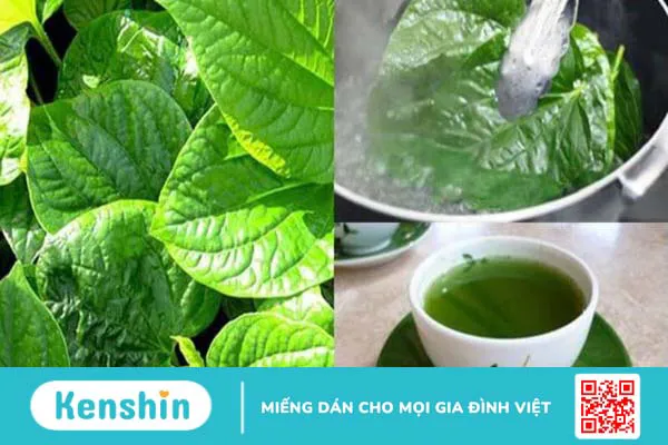 Cách chữa mồ hôi tay chân bằng lá lốt đơn giản, hiệu quả