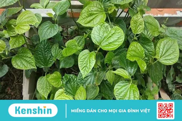 Cách chữa mồ hôi tay chân bằng lá lốt đơn giản, hiệu quả