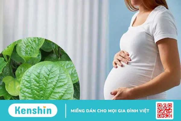 Cách chữa mồ hôi tay chân bằng lá lốt đơn giản, hiệu quả