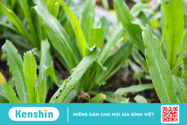 Cách chữa viêm loét miệng hiệu quả tại nhà