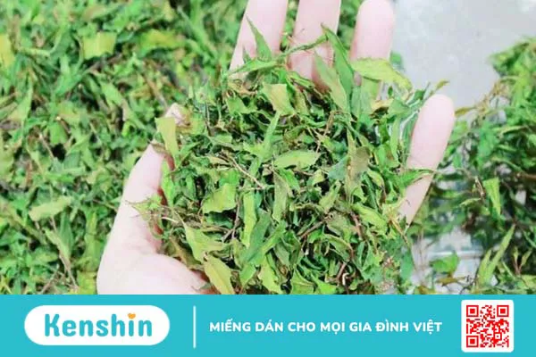 Cách dùng, liều dùng và lưu ý khi sử dụng cao đinh lăng