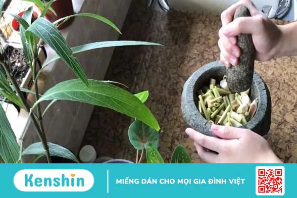 Cách làm tinh dầu sả đuổi muỗi tại nhà với những nguyên liệu đơn giản