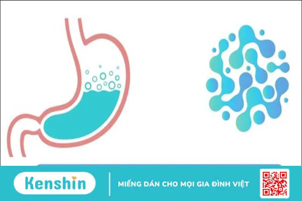 Cách phân biệt men vi sinh và men tiêu hoá để tránh nhầm lẫn