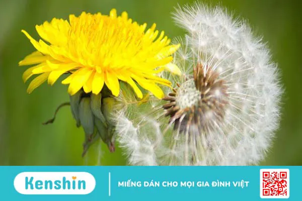 Cách sử dụng cây bồ công anh đúng cách an toàn và hiệu quả