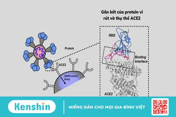 Cách thức COVID-19 tấn công mọi cơ quan nội tạng