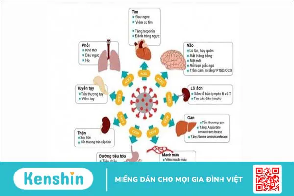 Cách thức COVID-19 tấn công mọi cơ quan nội tạng