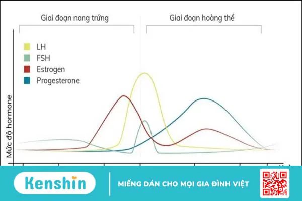 Cách tính ngày rụng trứng chính xác theo chu kỳ kinh nguyệt nên biết