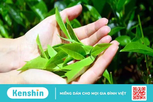 Cách trị giời leo tại nhà an toàn giúp bạn nhanh khỏi bệnh