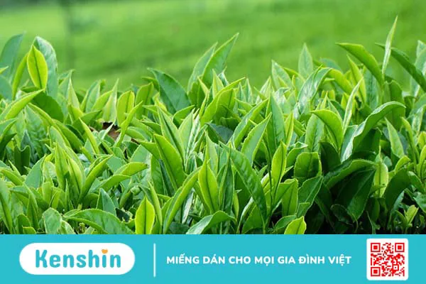 Cách trị rôm sảy cho bé tại nhà bằng các loại lá đơn giản, dễ tìm