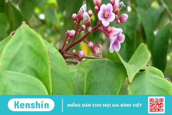 Cách trị rôm sảy cho bé tại nhà bằng các loại lá đơn giản, dễ tìm