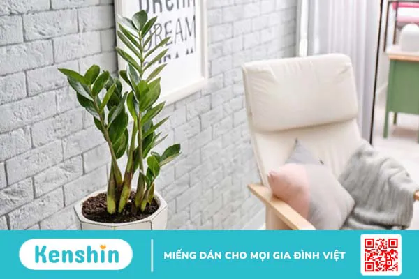 Cảnh báo: Cây kim tiền có độc tố nguy hiểm, nhà có em bé nên cẩn thận