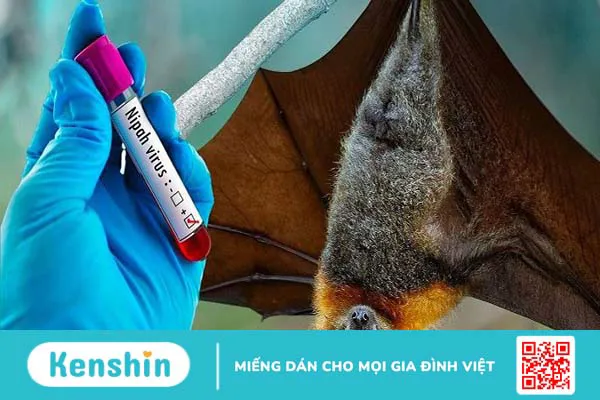 Cảnh báo về virus Nipah: có thể gây ra đại dịch toàn cầu