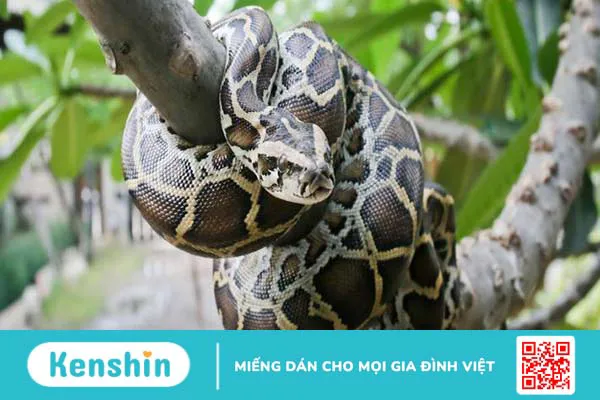 Cao trăn có tác dụng gì? Uống cao trăn nhiều có gây liệt dương không?