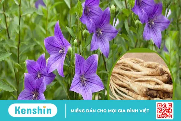 Cát cánh là gì? Lợi ích của cát cánh đối với sức khỏe