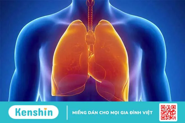 Cát cánh là gì? Lợi ích của cát cánh đối với sức khỏe