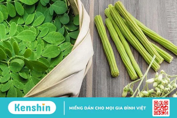 Cây chùm ngây là gì? 4 tác dụng của cây chùm ngây đối với cơ thể