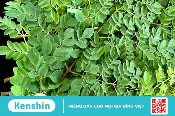 Cây chùm ngây là gì? 4 tác dụng của cây chùm ngây đối với cơ thể