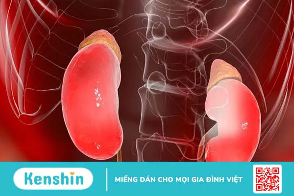 Cây cỏ mỹ là gì? 8 tác hại gây “chết người” và các thông tin cần biết