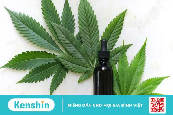 Cây cỏ mỹ là gì? 8 tác hại gây “chết người” và các thông tin cần biết