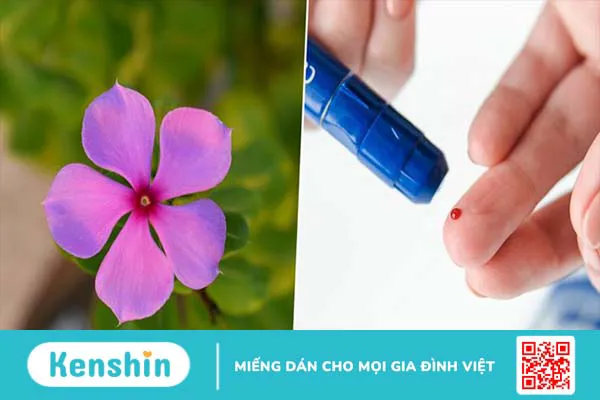 Cây dừa cạn có tác dụng gì? Mách bạn 9 tác dụng của cây dừa cạn