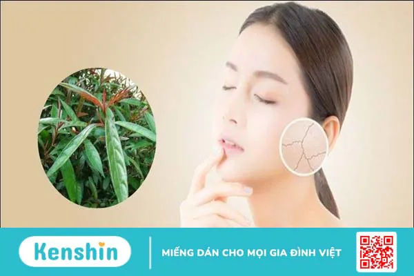 Cây hoàn ngọc có tác dụng gì? 17 tác dụng và bài thuốc chữa bệnh