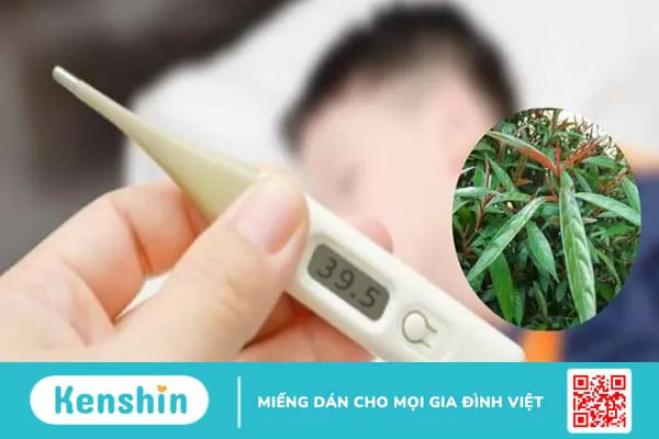 Cây hoàn ngọc có tác dụng gì? 17 tác dụng và bài thuốc chữa bệnh