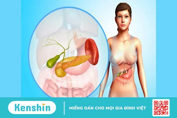 Cây hoàng liên có tác dụng gì? 16 bài thuốc đơn giản từ hoàng liên