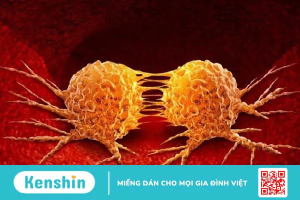 Cây hương thảo có tác dụng gì? 9 lợi ích sức khỏe bạn nên biết