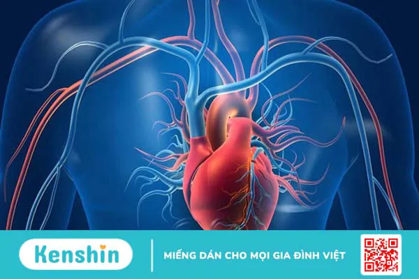 Cây mật gấu có tác dụng gì? 13 tác dụng của cây mật gấu bạn nên biết