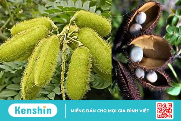 Cây mắt mèo (móc mèo) chữa bệnh gì? 10 tác dụng và lưu ý sử dụng trong chữa bệnh