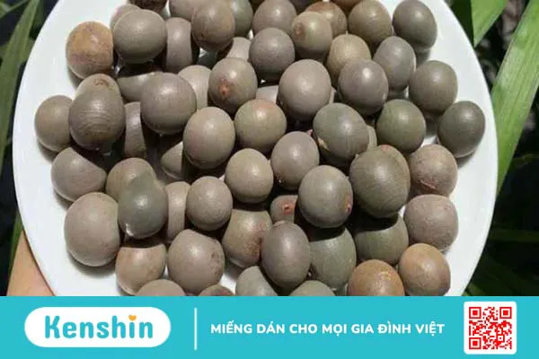 Cây mắt mèo (móc mèo) chữa bệnh gì? 10 tác dụng và lưu ý sử dụng trong chữa bệnh