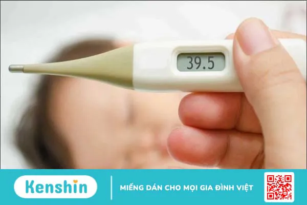 Cây mắt mèo (móc mèo) chữa bệnh gì? 10 tác dụng và lưu ý sử dụng trong chữa bệnh